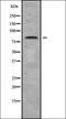 NADH dehydrogenase [ubiquinone] iron-sulfur protein 8, mitochondrial antibody, orb338468, Biorbyt, Western Blot image 