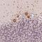 Neuronal Calcium Sensor 1 antibody, FNab05595, FineTest, Immunohistochemistry paraffin image 