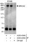 BRCA2 antibody, A303-435A, Bethyl Labs, Immunoprecipitation image 