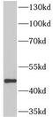 MHC Class I Polypeptide-Related Sequence B antibody, FNab05180, FineTest, Western Blot image 
