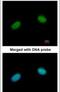 DNA repair protein XRCC3 antibody, PA5-21280, Invitrogen Antibodies, Immunofluorescence image 