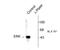 Mitogen-Activated Protein Kinase 1 antibody, TA309121, Origene, Western Blot image 