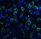 Dynein light chain 1, axonemal antibody, A12371-1, Boster Biological Technology, Immunofluorescence image 