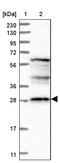 D-Aspartate Oxidase antibody, PA5-57989, Invitrogen Antibodies, Western Blot image 