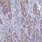 Galactosidase Beta 1 Like 2 antibody, HPA059955, Atlas Antibodies, Immunohistochemistry paraffin image 