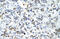 Protein Arginine Methyltransferase 2 antibody, 29-206, ProSci, Immunohistochemistry paraffin image 