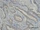TNF Receptor Superfamily Member 6b antibody, 333202, BioLegend, Immunohistochemistry frozen image 