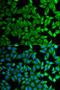Kallikrein B1 antibody, 14-918, ProSci, Immunofluorescence image 