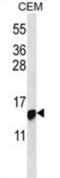 Histone Cluster 1 H2B Family Member I antibody, abx026712, Abbexa, Western Blot image 