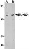 RUNX Family Transcription Factor 1 antibody, 5149, ProSci Inc, Western Blot image 