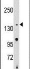 hCAP-E antibody, PA5-12254, Invitrogen Antibodies, Western Blot image 