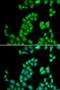 Ribonuclease A Family Member 13 (Inactive) antibody, orb48992, Biorbyt, Immunofluorescence image 