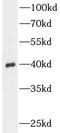 Annexin A1 antibody, FNab00426, FineTest, Western Blot image 