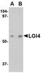 Leucine-rich repeat LGI family member 4 antibody, NBP1-76380, Novus Biologicals, Western Blot image 