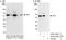 Trafficking From ER To Golgi Regulator antibody, A302-342A, Bethyl Labs, Western Blot image 