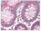 Cullin 9 antibody, AP07615SU-N, Origene, Immunohistochemistry frozen image 
