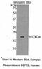 Fibroblast Growth Factor 23 antibody, MBS2008467, MyBioSource, Western Blot image 