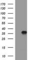 Phospholipid Phosphatase 1 antibody, MA5-26283, Invitrogen Antibodies, Western Blot image 