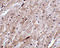 Centrosomal Protein 164 antibody, 5083, ProSci, Immunohistochemistry frozen image 