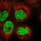 Krc antibody, NBP1-93993, Novus Biologicals, Immunofluorescence image 