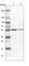Serine/Threonine Kinase 24 antibody, HPA026502, Atlas Antibodies, Western Blot image 