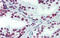 AT-Rich Interaction Domain 5A antibody, 26-570, ProSci, Immunohistochemistry frozen image 