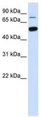 SWI/SNF-related matrix-associated actin-dependent regulator of chromatin subfamily D member 1 antibody, TA344378, Origene, Western Blot image 