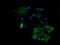 Mitogen-Activated Protein Kinase Kinase 2 antibody, LS-C787821, Lifespan Biosciences, Immunofluorescence image 