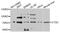 Dipeptidyl peptidase 1 antibody, PA5-76379, Invitrogen Antibodies, Western Blot image 