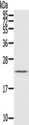 Interleukin 31 antibody, TA351286, Origene, Western Blot image 