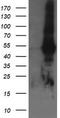 TAP Binding Protein Like antibody, TA505566BM, Origene, Western Blot image 