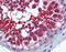 Importin 5 antibody, 51-969, ProSci, Immunohistochemistry paraffin image 