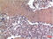 Cyclin B1 antibody, GTX34187, GeneTex, Western Blot image 