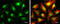 AT-Rich Interaction Domain 2 antibody, GTX632011, GeneTex, Immunofluorescence image 