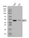NAD-dependent deacetylase sirtuin-3, mitochondrial antibody, A01061-3, Boster Biological Technology, Western Blot image 