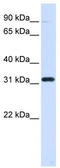 EEF1B antibody, TA340194, Origene, Western Blot image 