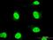 SRY-Box 18 antibody, H00054345-M05, Novus Biologicals, Immunofluorescence image 