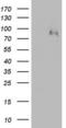 Coagulation Factor XIII B Chain antibody, LS-C339796, Lifespan Biosciences, Western Blot image 