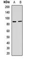 NADPH Oxidase 5 antibody, orb412553, Biorbyt, Western Blot image 
