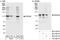 DEAD-Box Helicase 24 antibody, A300-698A, Bethyl Labs, Immunoprecipitation image 