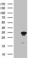 GTP cyclohydrolase I antibody, TA810250, Origene, Western Blot image 