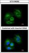 Sirtuin 3 antibody, GTX106292, GeneTex, Immunofluorescence image 