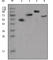 Human IgG antibody, abx015708, Abbexa, Western Blot image 
