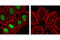 Nanog Homeobox antibody, 4903T, Cell Signaling Technology, Immunofluorescence image 