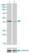 Creatine Kinase, Mitochondrial 1B antibody, LS-C196925, Lifespan Biosciences, Western Blot image 