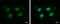 DAZ Interacting Zinc Finger Protein 1 antibody, GTX119642, GeneTex, Immunofluorescence image 
