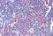 Ribosomal Protein S17 antibody, MBS245636, MyBioSource, Immunohistochemistry frozen image 