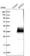 Serine Peptidase Inhibitor, Kunitz Type 2 antibody, HPA011101, Atlas Antibodies, Western Blot image 