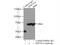 HSP70 antibody, 10995-1-AP, Proteintech Group, Immunoprecipitation image 