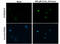 HIF-2-alpha antibody, GTX632015, GeneTex, Immunofluorescence image 